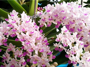 Bảo tồn và phát triển nguồn gen lan Ngọc Điểm bản địa 
